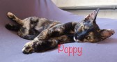 Poppy (2)